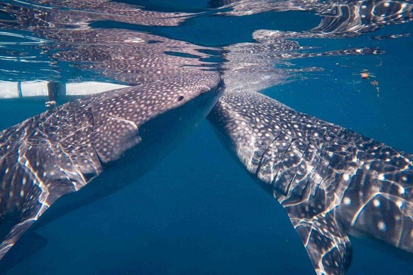 Two whale sharks swimming in a body of water. 1