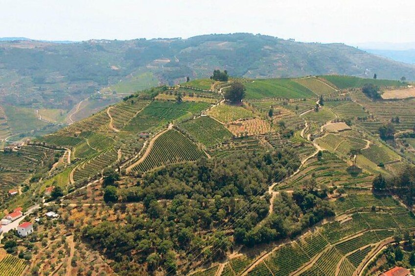 Terraced vineyards on rolling hills. 3