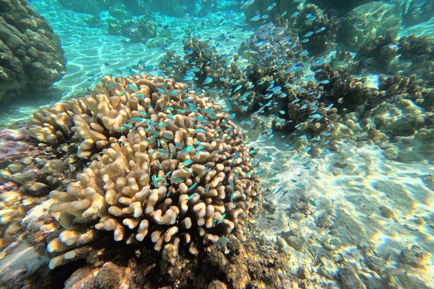 A coral reef with various fish species and rocky formations. 2