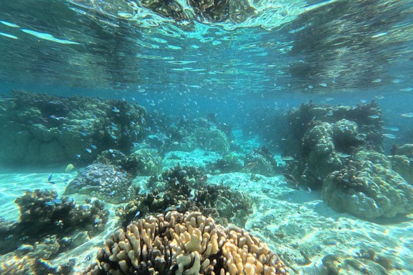 An underwater scene with coral formations and fish. 3