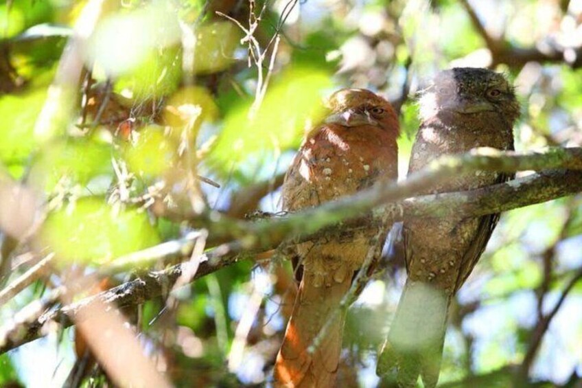 From Colombo/Kalutara/Bentota: Sinharaja Rain Forest Guided Tour 2