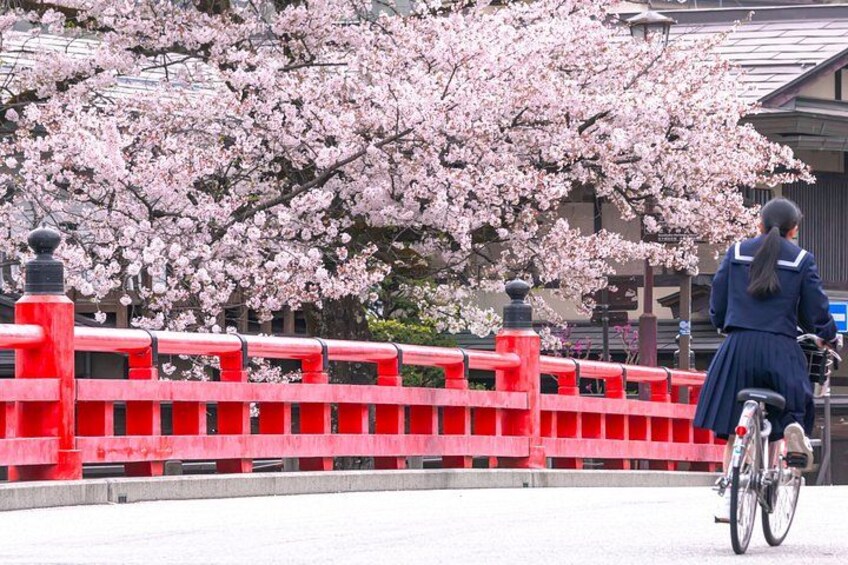 Una persona montando en bicicleta sobre un puente rojo, con flores de cerezo al fondo. 3