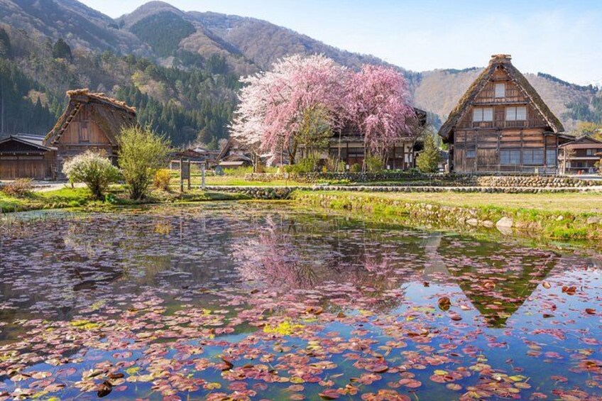 Un pueblo tradicional japonés con casas de madera, un estanque con lirios y flores de cerezo. 4