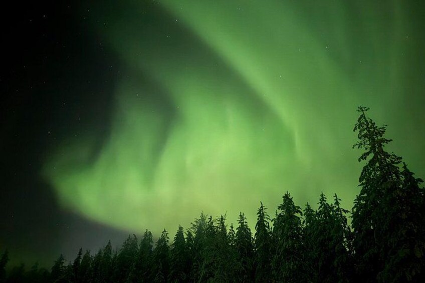 The Northern Lights over a forest. 3