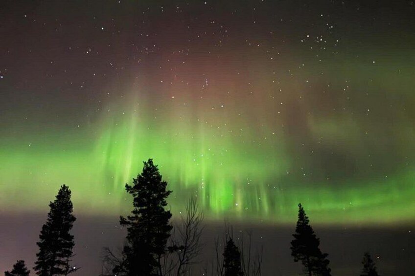 The Northern Lights over a forest. 2