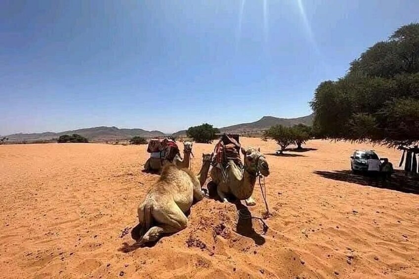 A desert landscape with camels and a car. 3