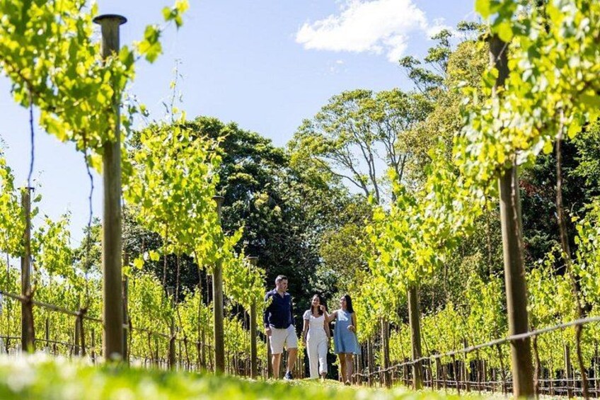 A vineyard with rows of grapevines and a few people walking. 4