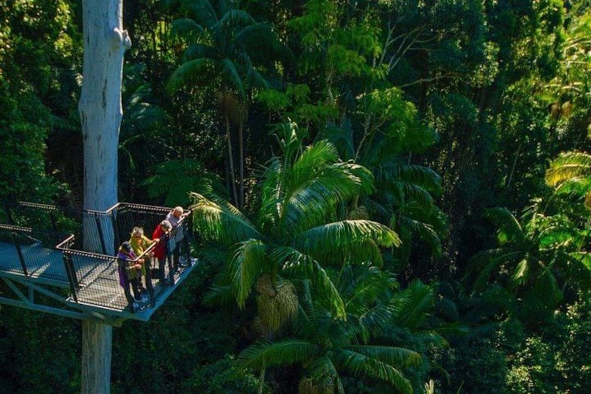 A platform with people overlooking a dense tropical forest. 1