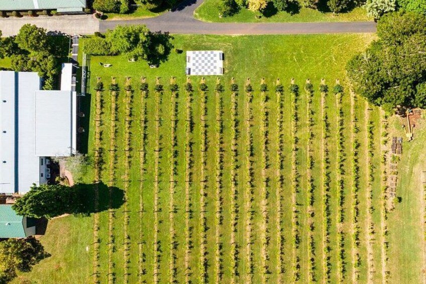 An aerial view of a vineyard with rows of grapevines, a building, and a checkered flag. 2