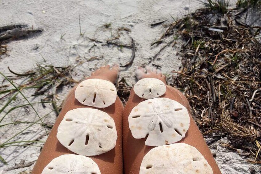 A pair of legs with sand dollars attached to the skin. 1