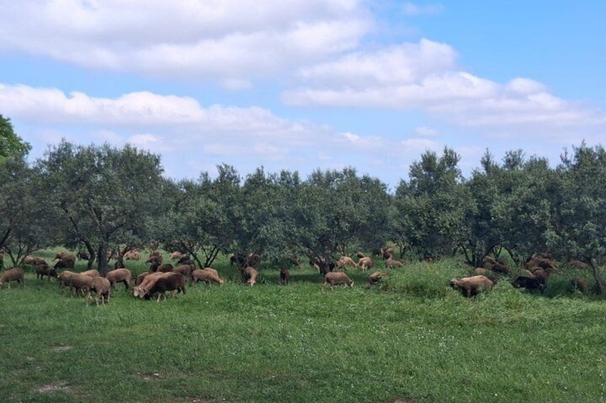 A herd of sheep grazing in a grassy field with trees in the background. 3