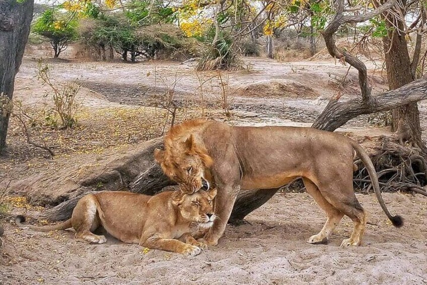 Two lions resting on the ground with trees and dry vegetation in the background. 1