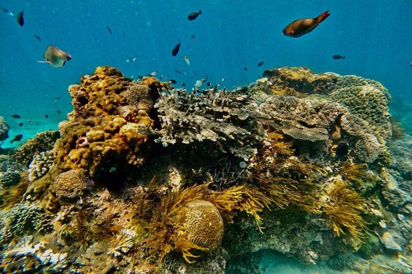 From Sanur or Ubud: Snorkeling at Blue Lagoon by Group Transfers 5