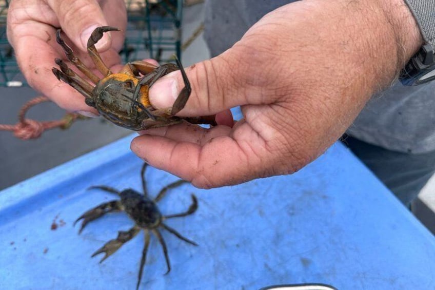 Lobsters & Legacy: An Authentic Lunenburg Experience 4