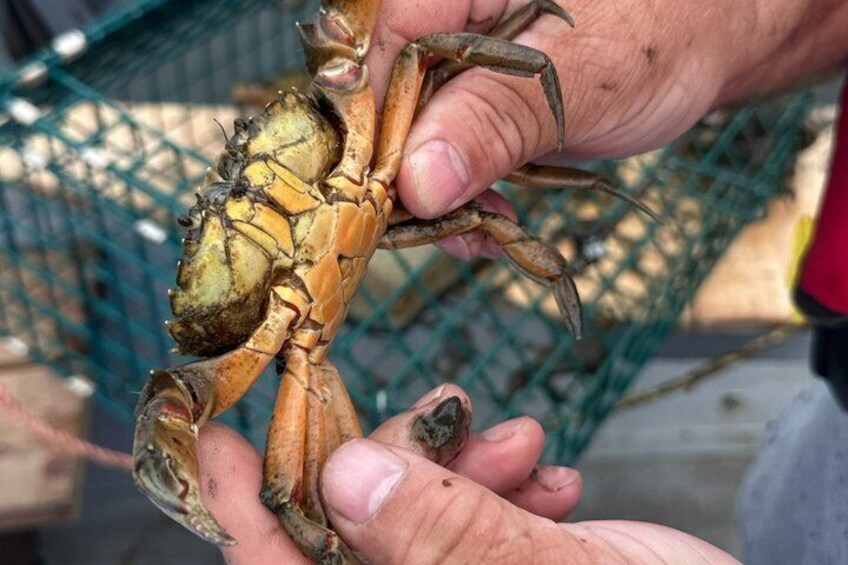 Lobsters & Legacy: An Authentic Lunenburg Experience 5