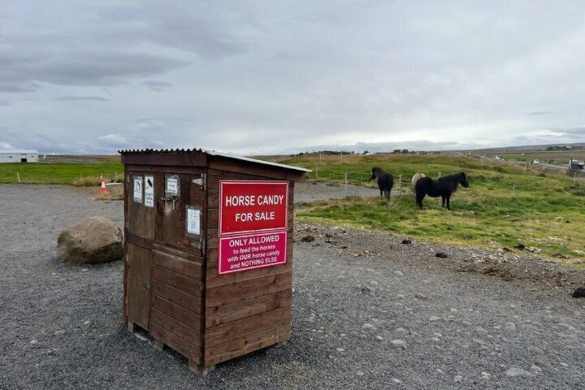 Golden Circle Tour & Meet the Icelandic Horses from Reykjavik 2