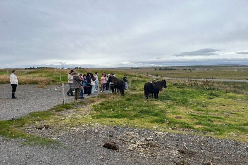 Golden Circle Tour & Meet the Icelandic Horses from Reykjavik 3