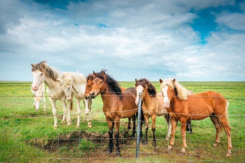 Golden Circle & Icelandic Horse Farm Tour from Reykjavik 3