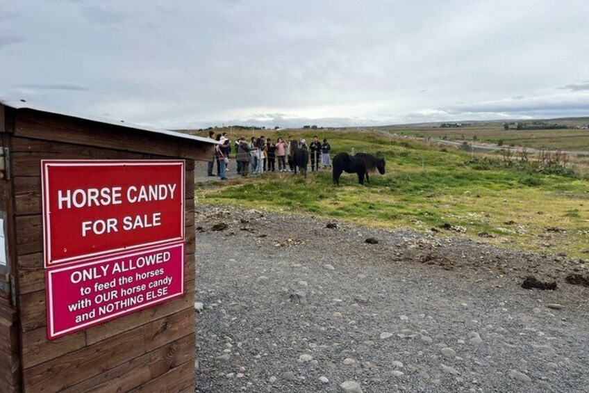 Golden Circle Tour & Meet the Icelandic Horses from Reykjavik 4