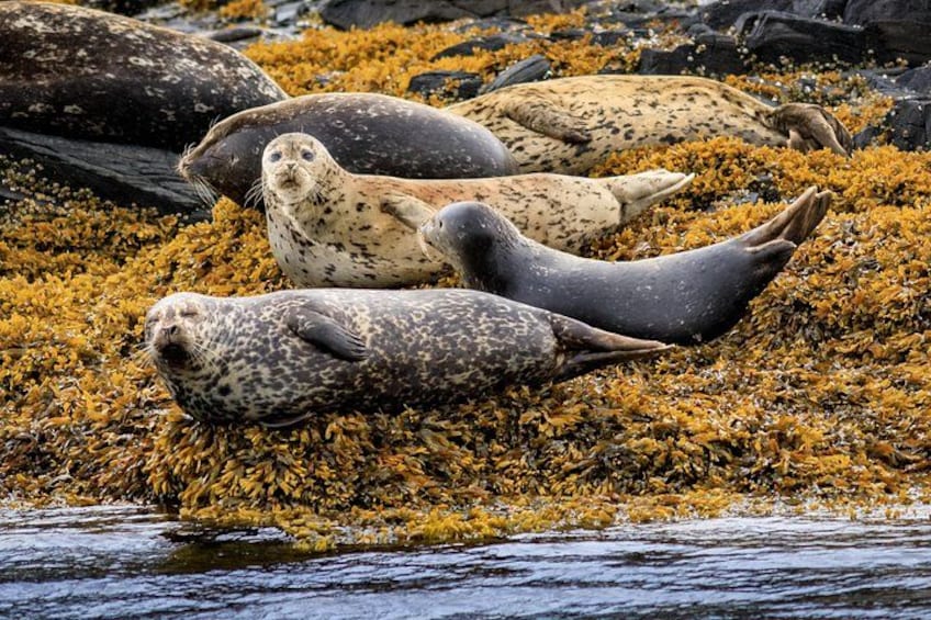 Seals resting on a bed of seaweed. 4