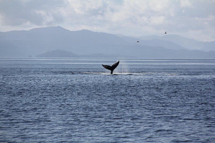A whale tail emerging from the ocean with mountains in the background. 2