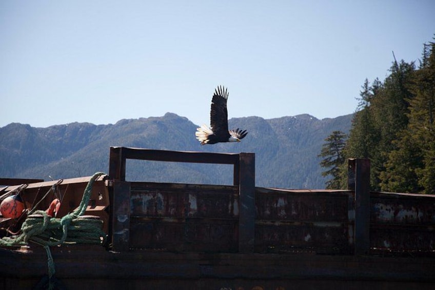 A bird in flight over a rusty metal bridge with mountains in the background. 1