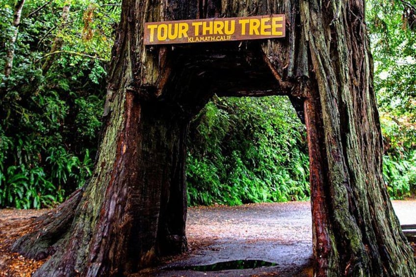 Un gran árbol con un letrero que dice 'TOUR THRU TREE' y 'Klamath Cal'. 2
