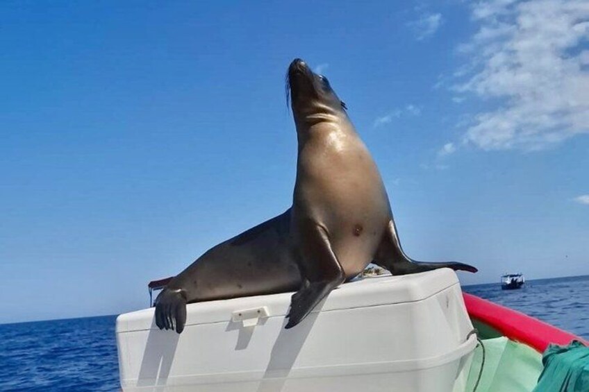 A sea lion on a boat with the ocean and a distant boat in the background. 3