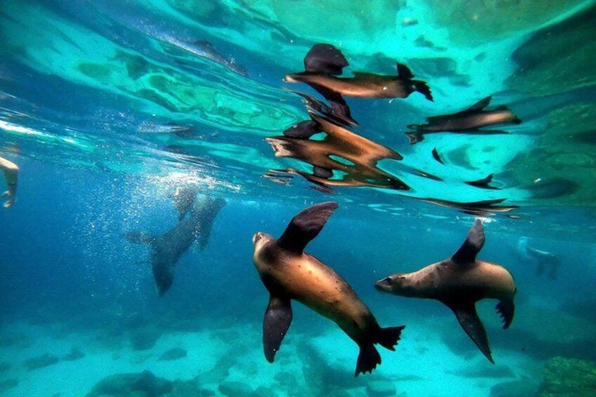 A group of sea lions swimming underwater. 5