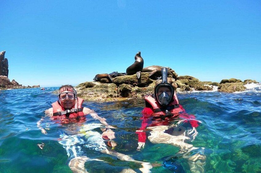 Two people snorkeling in clear water with sea lions on rocks in the background. 1