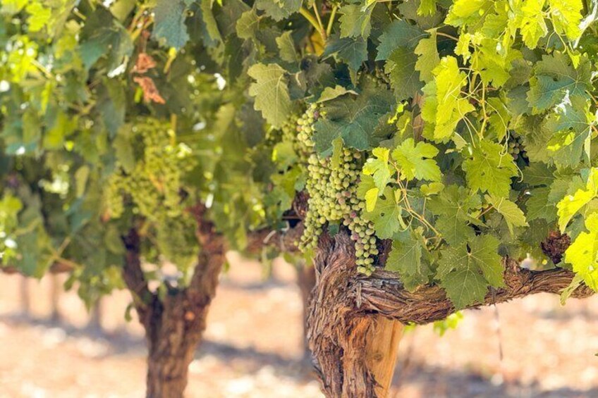 A vineyard with grapevines bearing clusters of green grapes. 3