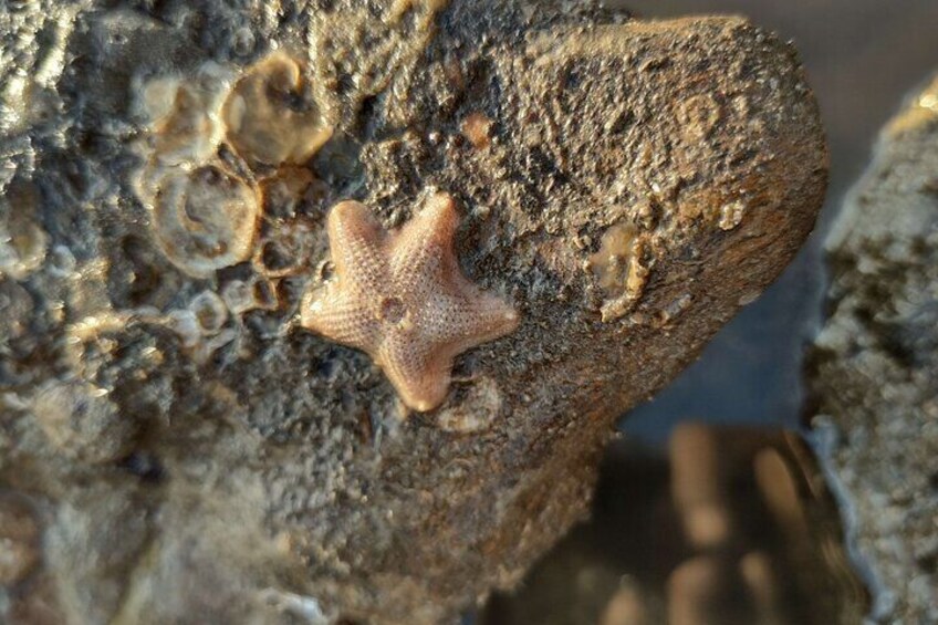 A starfish on a rocky surface. 4