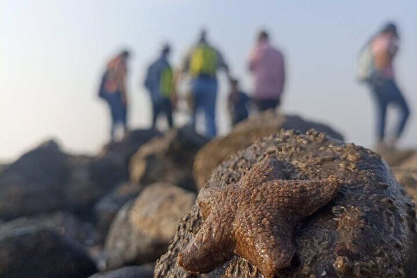 A rocky terrain with a large lizard in the foreground and people in the background. 1