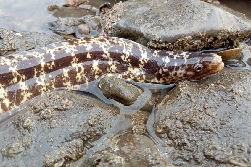 A snake on a rocky surface. 2