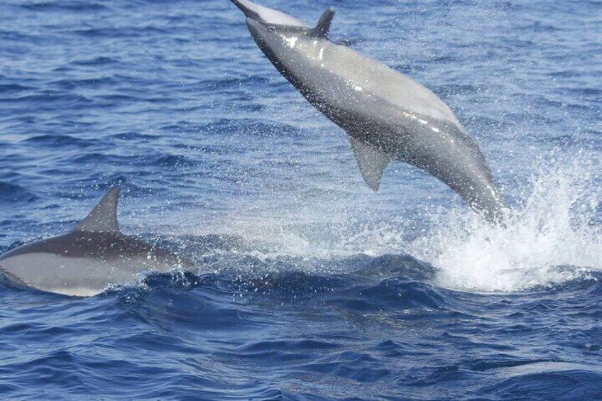 A dolphin leaping out of the water. 2
