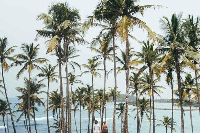 A beach with tall palm trees and a person in the water. 4
