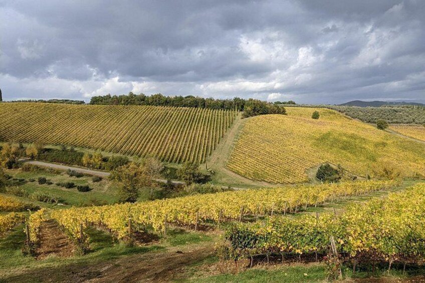Chianti Classico Black Rooster Private Wine Tour from Cortona 4