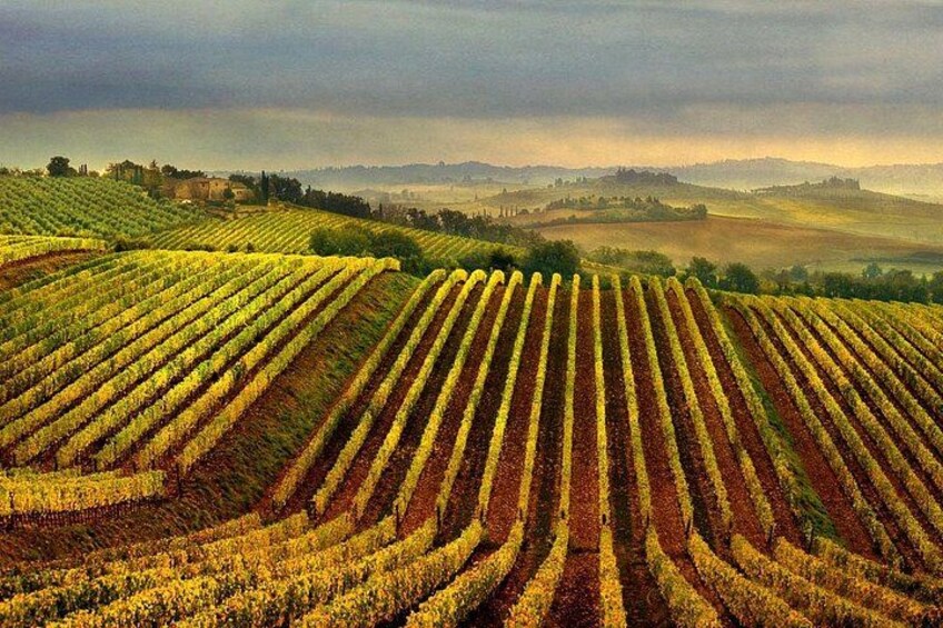 Chianti Classico Black Rooster Private Wine Tour from Cortona 3