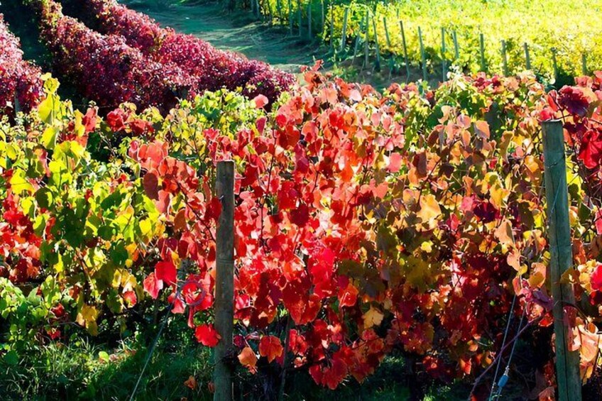 Chianti Classico Black Rooster Private Wine Tour from Cortona 2