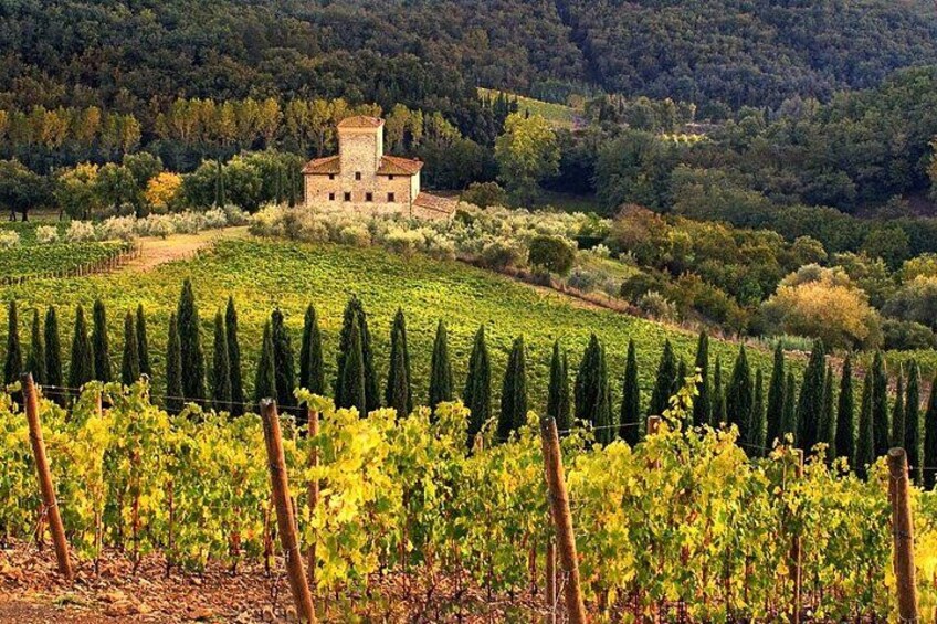Chianti Classico Black Rooster Private Wine Tour from Cortona 2