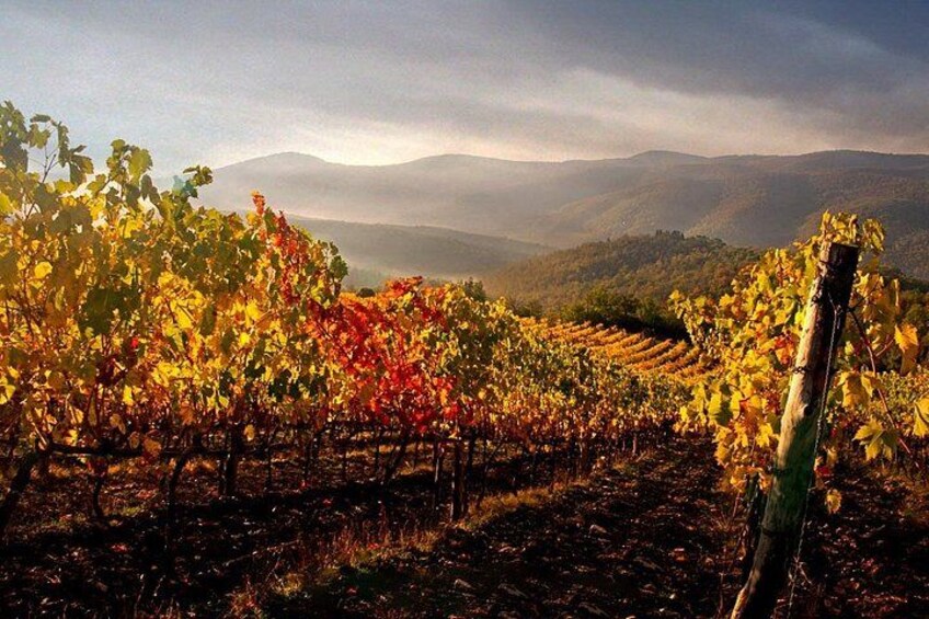 Chianti Classico Black Rooster Private Wine Tour from Cortona 1