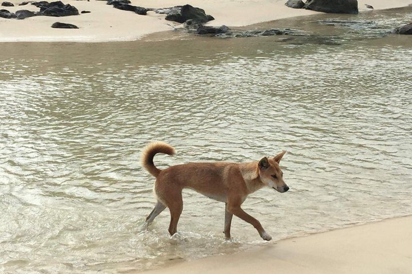 Dingo on K'Gari (Fraser Island) 4