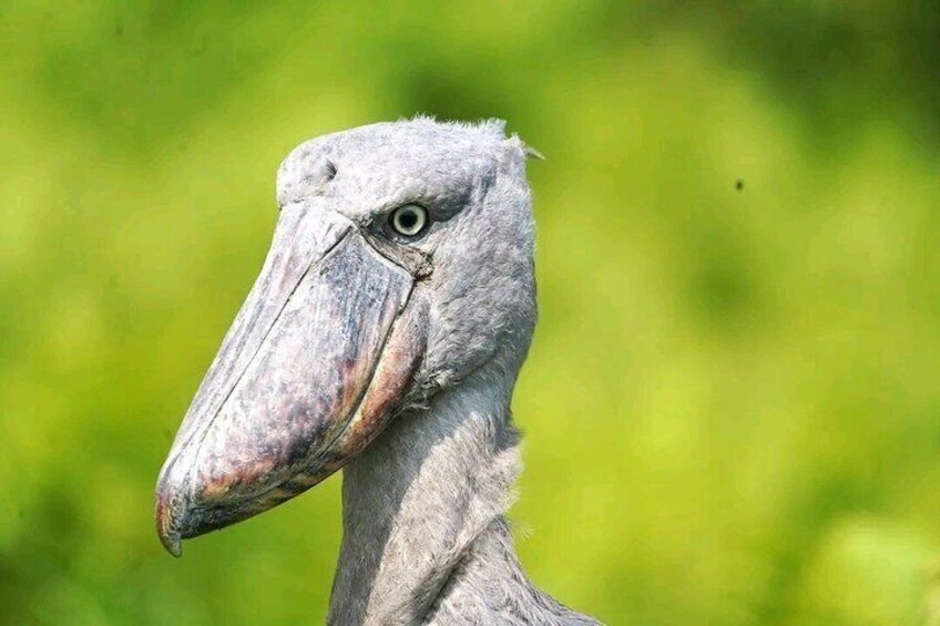 A large bird with a long beak, possibly a stork, set against a blurred green background. 4