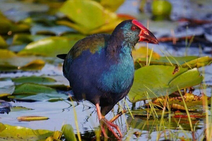 A bird with a red beak standing in water with lily pads. 5