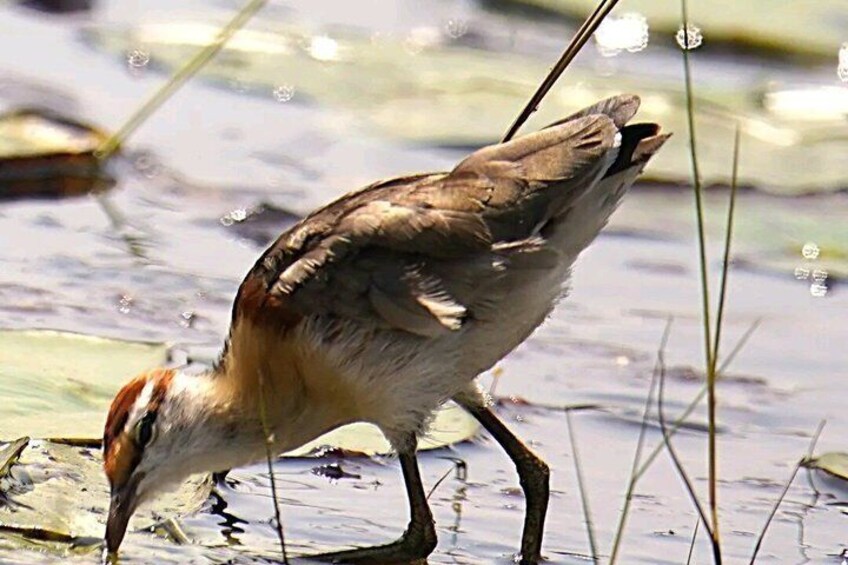 A bird standing in shallow water with reeds around. 3