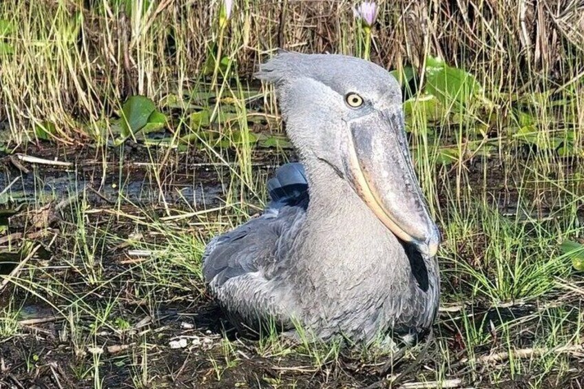 A large bird with a long beak sitting in a grassy area with water. 2