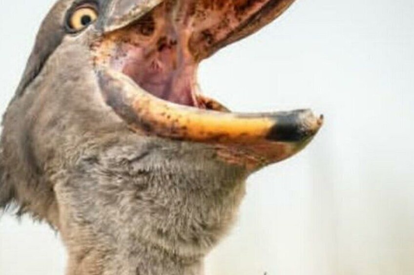 A close-up of a bird's head with an open beak. 1
