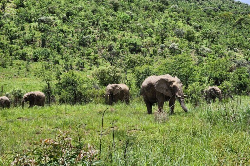 Elephants in a grassy field with a hilly background. 2