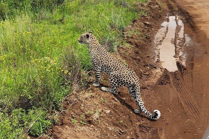 The Ultimate Pilanesberg Big 5 Private 6 hours Safari Game Drive 1