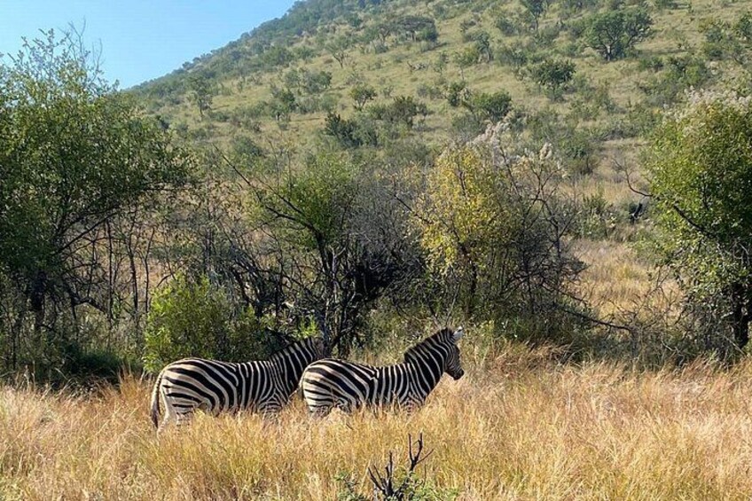 The Ultimate Pilanesberg Big 5 Private 6 hours Safari Game Drive 4